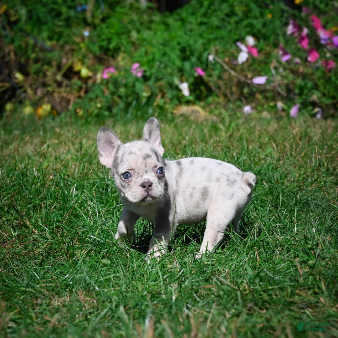 French Bulldog dogs for sale: Chloe - Ad 11