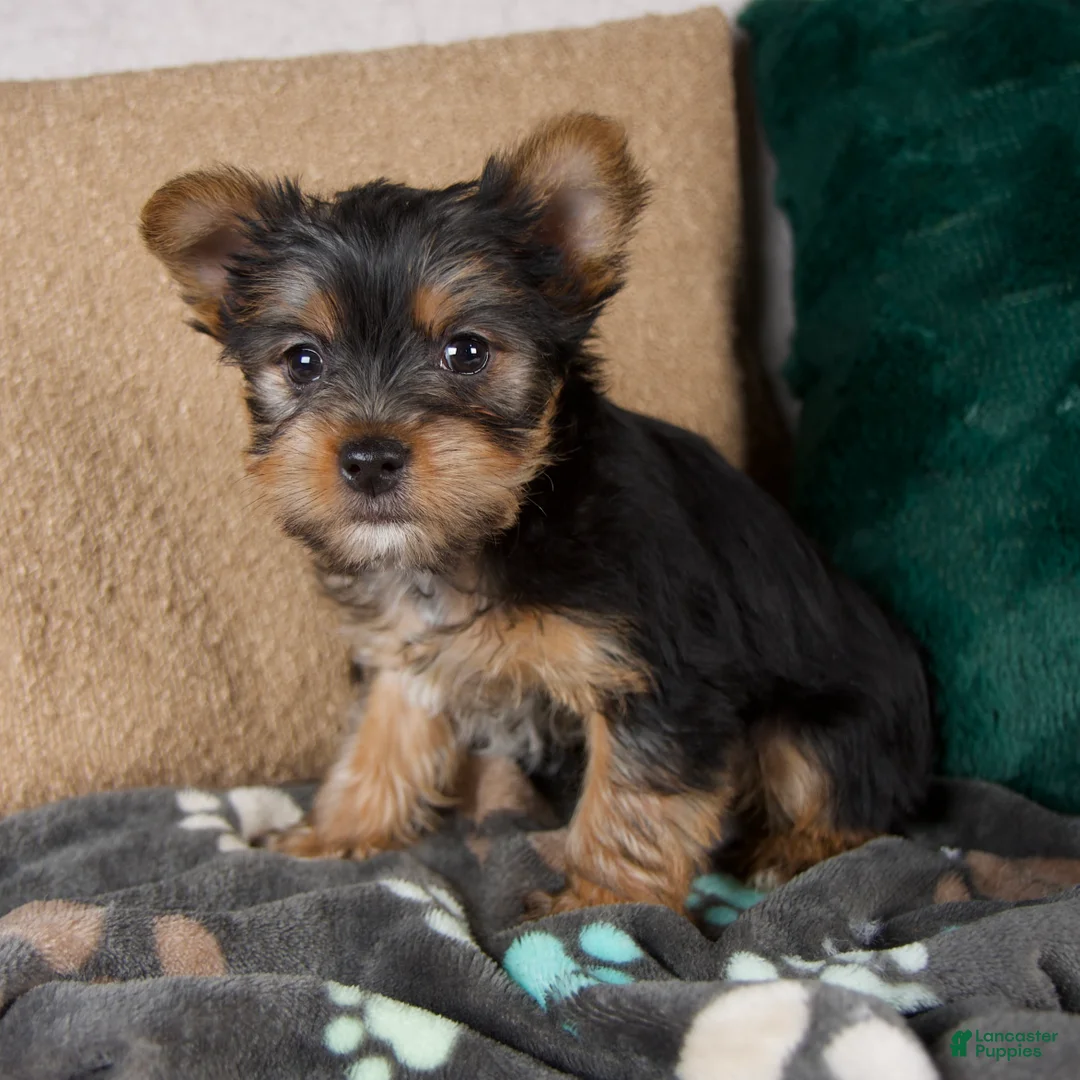Yorkshire Terrier dogs for sale: Layla - Ad 2
