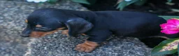Miniature Dachshund dogs for sale:  Zack🐶 - Ad 17