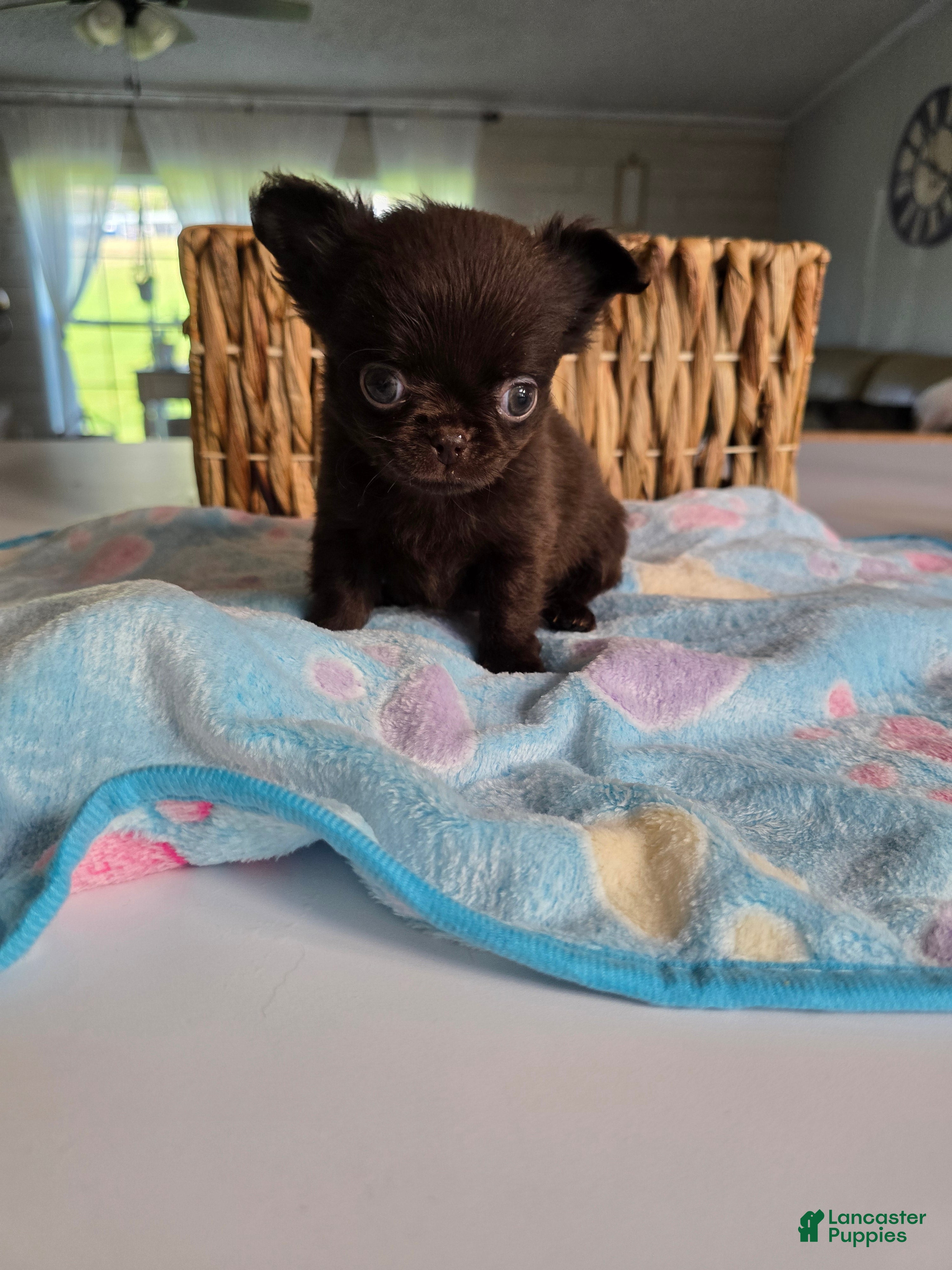 Chihuahua dogs Johnny  - Ad 5