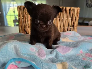 Chihuahua dogs Johnny - Ad 27