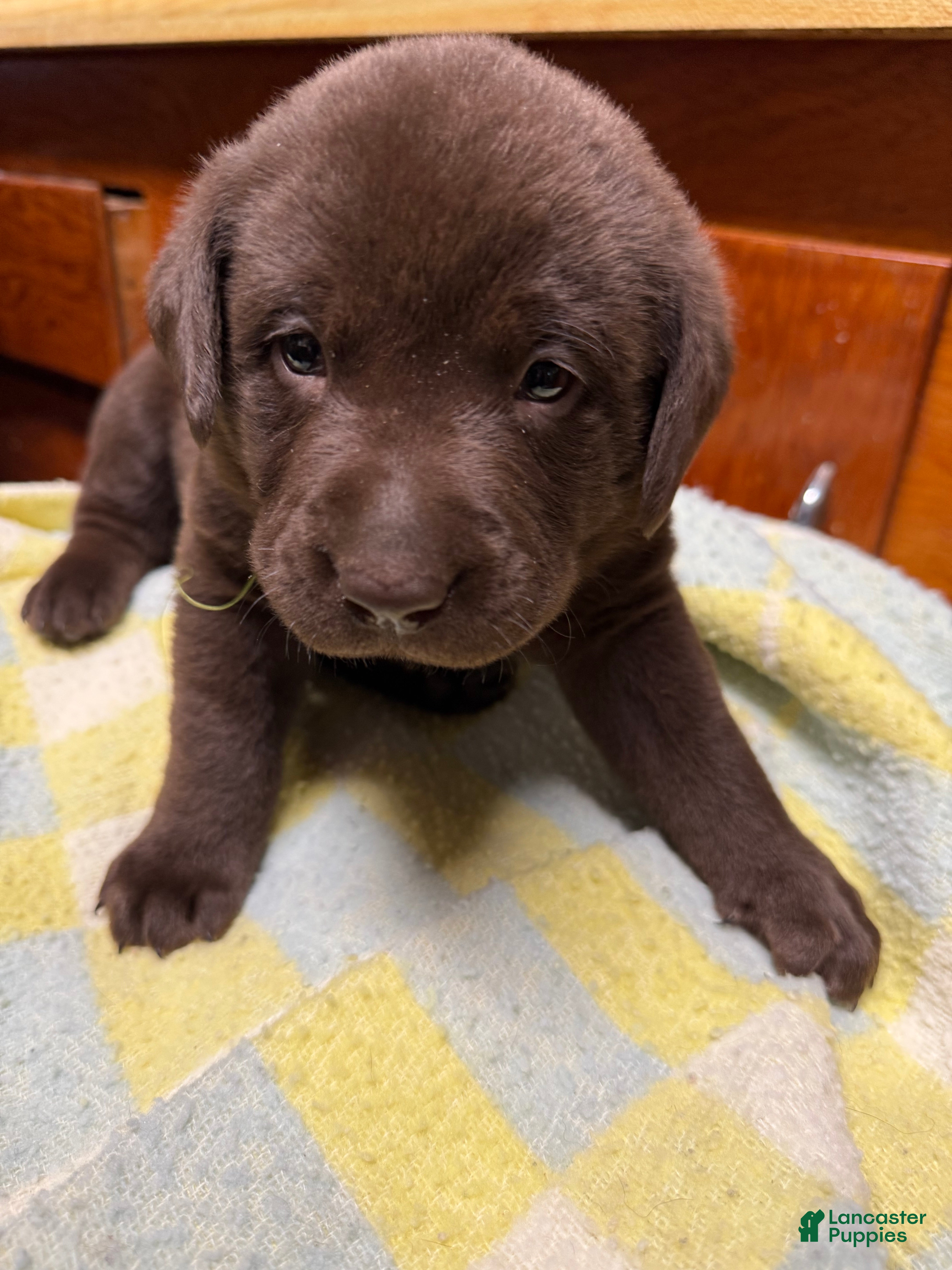 Labrador Retriever dogs Labrador Retriever Puppy GREEN tag  - Ad 1