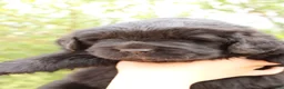 Newfoundland dogs for sale: Monarch - Ad 2