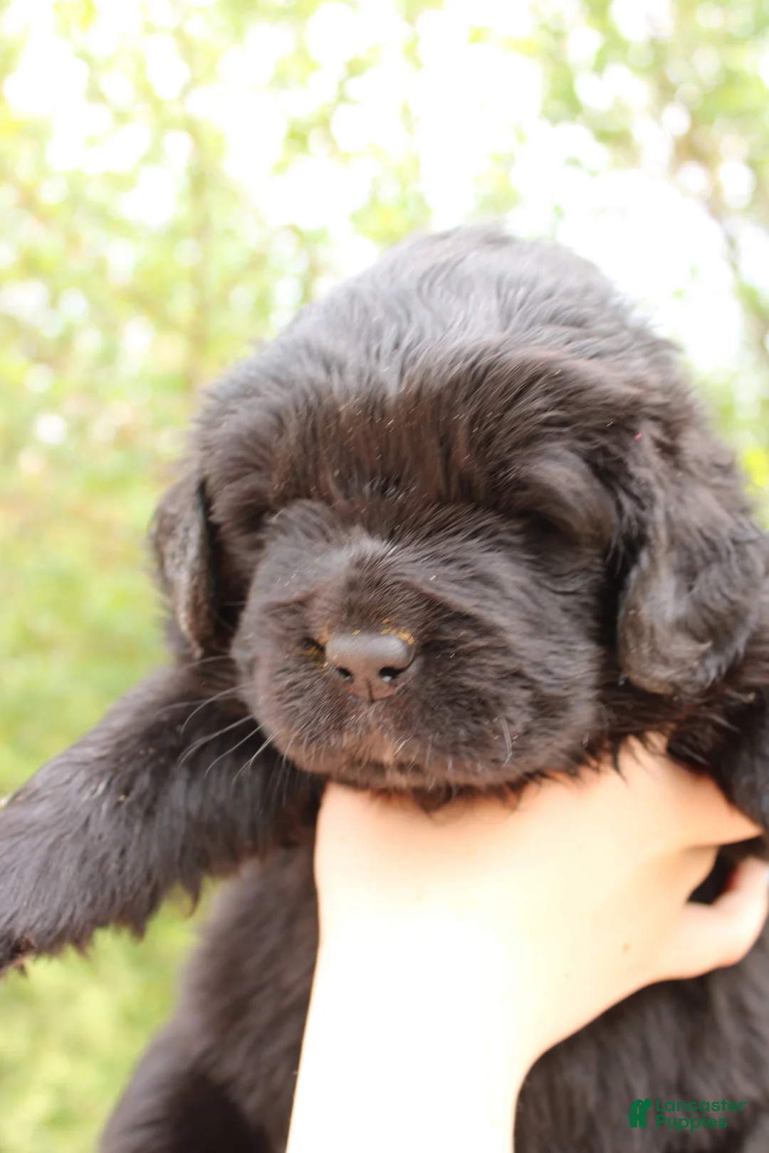 Newfoundland dogs for sale: Monarch - Ad 2