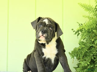 Olde English Bulldogge dogs - Ad 4