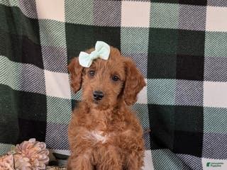 Miniature Labradoodle dogs Charlee Hypoallergenic - Ad 18