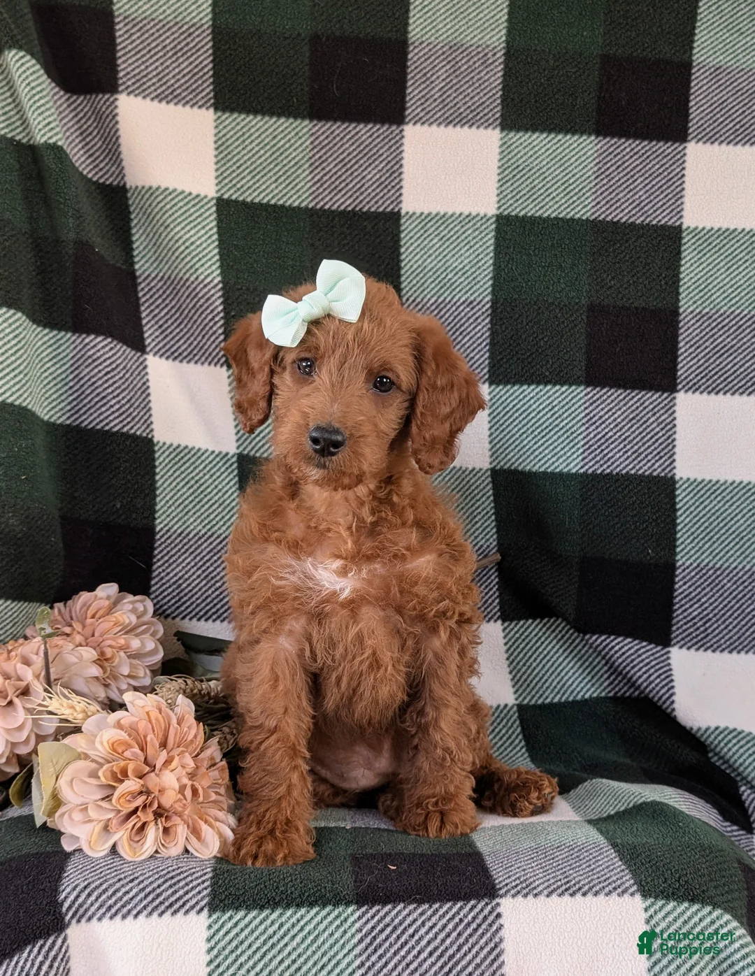 Miniature Labradoodle dogs for sale: Charlee Hypoallergenic - Ad 1