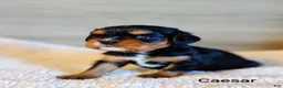 King Charles Spaniel dogs for sale: King Charles Spaniel 1 Caesar - Ad 14