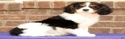 Cavalier King Charles Spaniel dogs for sale: Rosy - Ad 3