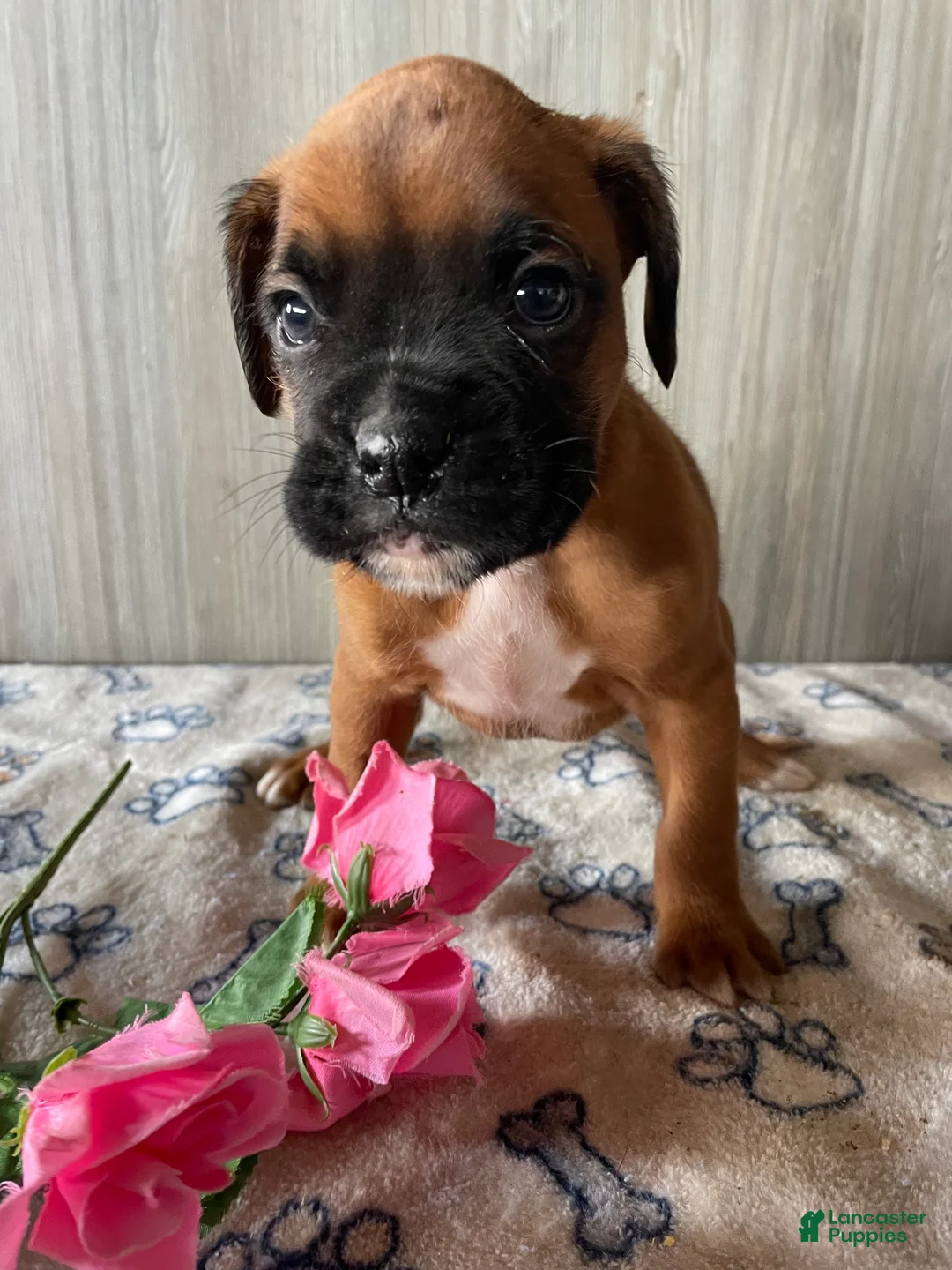 Boxer dogs for sale: Buster - Ad 3