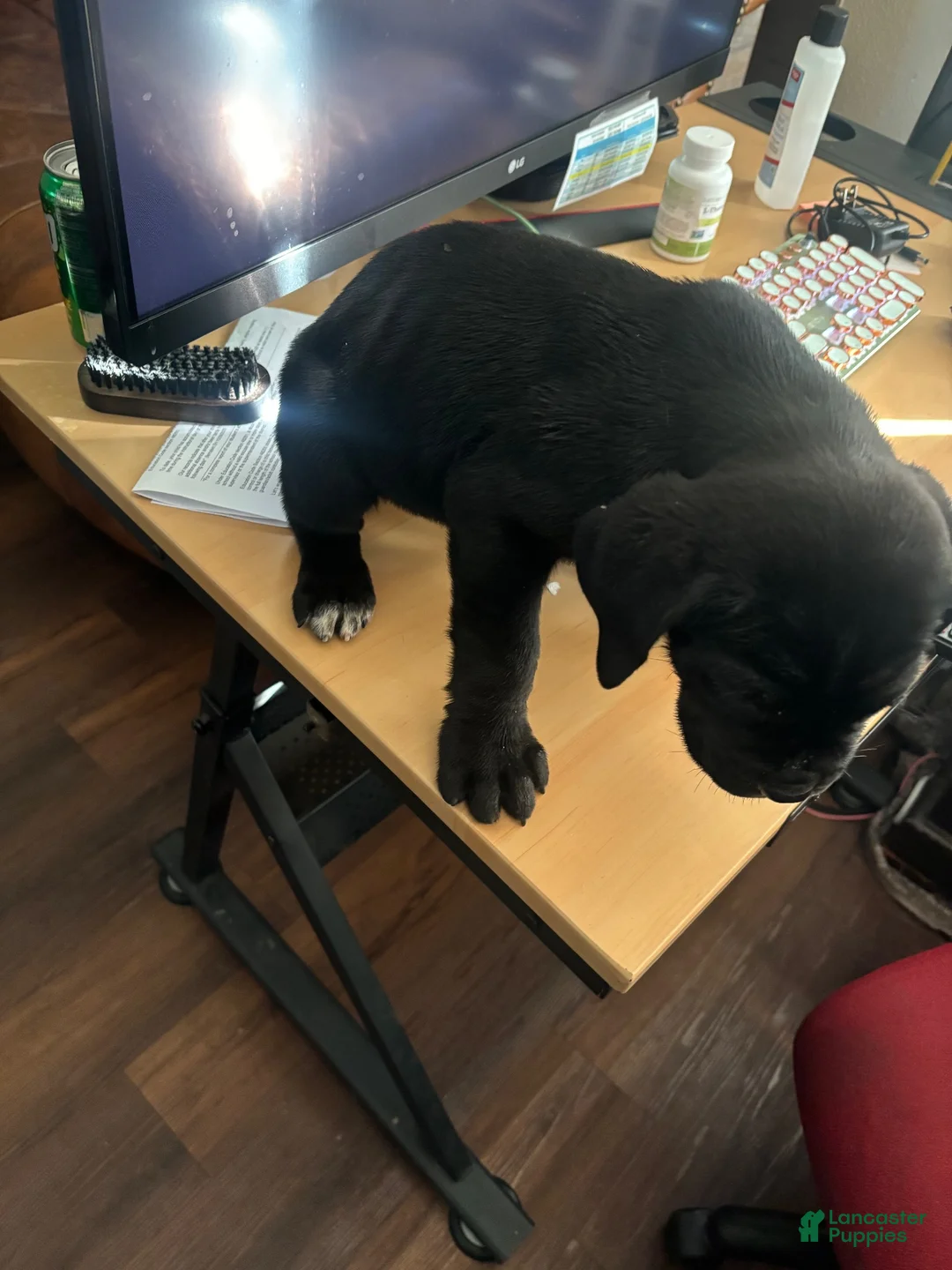 Cane Corso dogs for sale: Cane Corso 7 - Ad 1