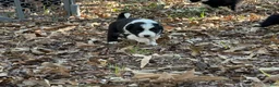 Border Collie dogs for sale: Nigella - Ad 6