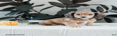 Broden