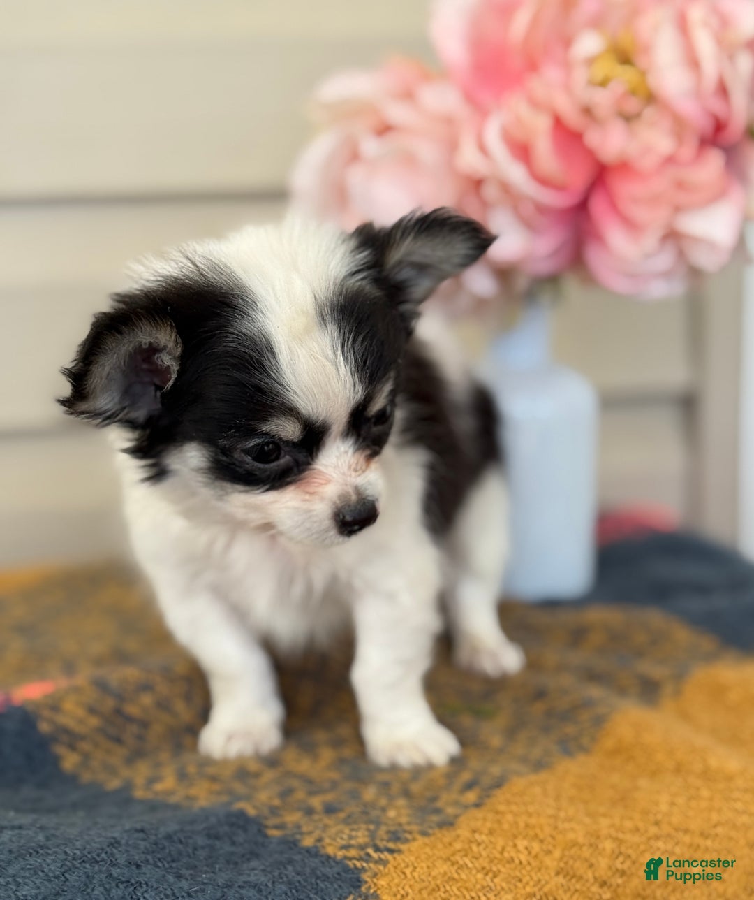 Chihuahua dogs for sale: Quest - Ad 11