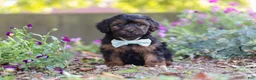 Yorkiepoo dogs for sale: Peter - Ad 1