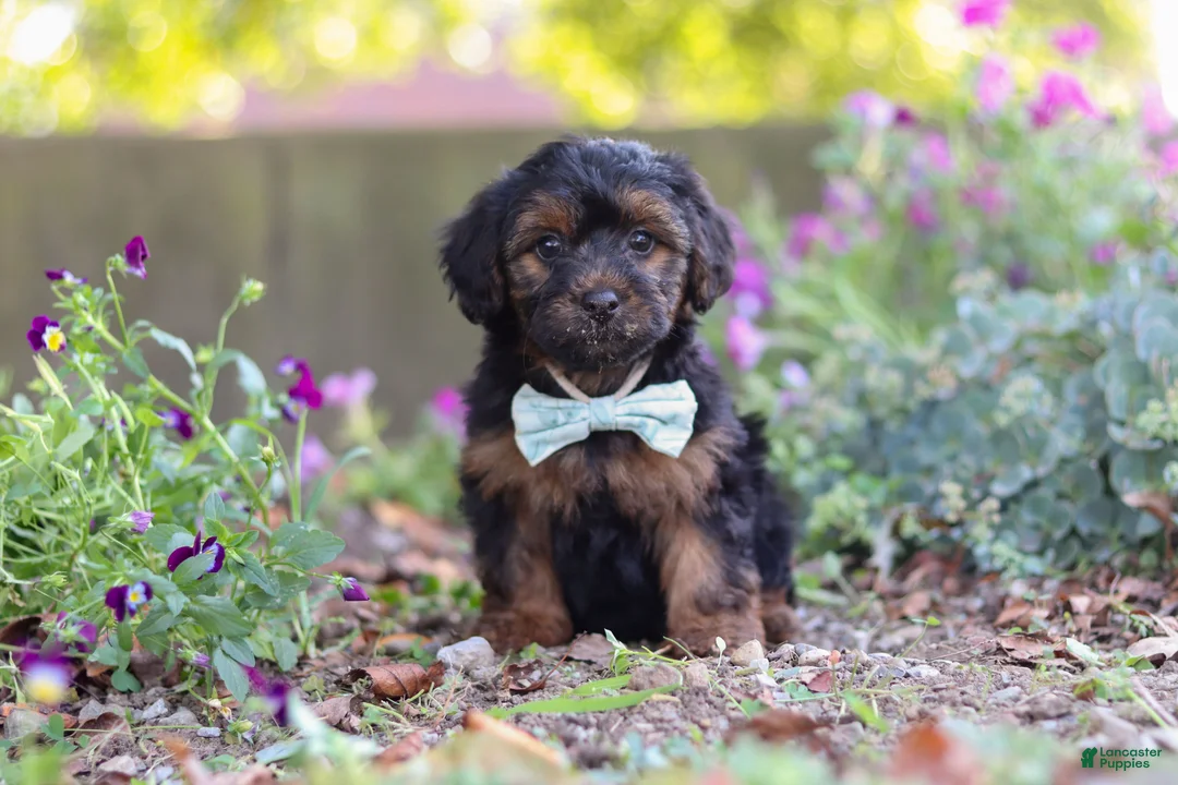 Yorkiepoo dogs for sale: Peter - Ad 1