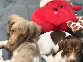 Dachshund dogs Dachshund Puppy 1 - Ad 2