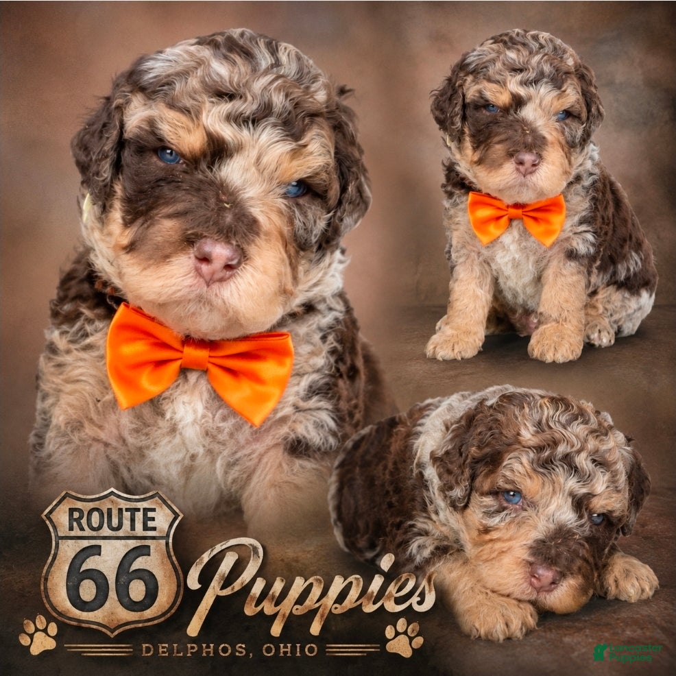 Bernedoodle dogs Bernedoodle 2 - Ad 1