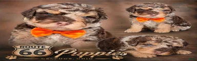 Bernedoodle 2