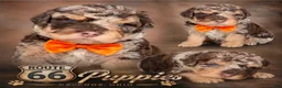 Bernedoodle dogs for sale: Bernedoodle 2 - Ad 1