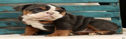 English Bulldog dogs for sale: Sierra - Ad 8
