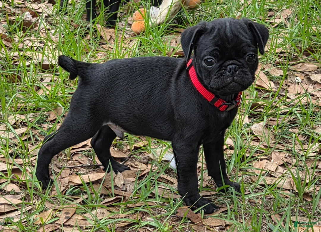 Pug dogs for sale: Max - Ad 1