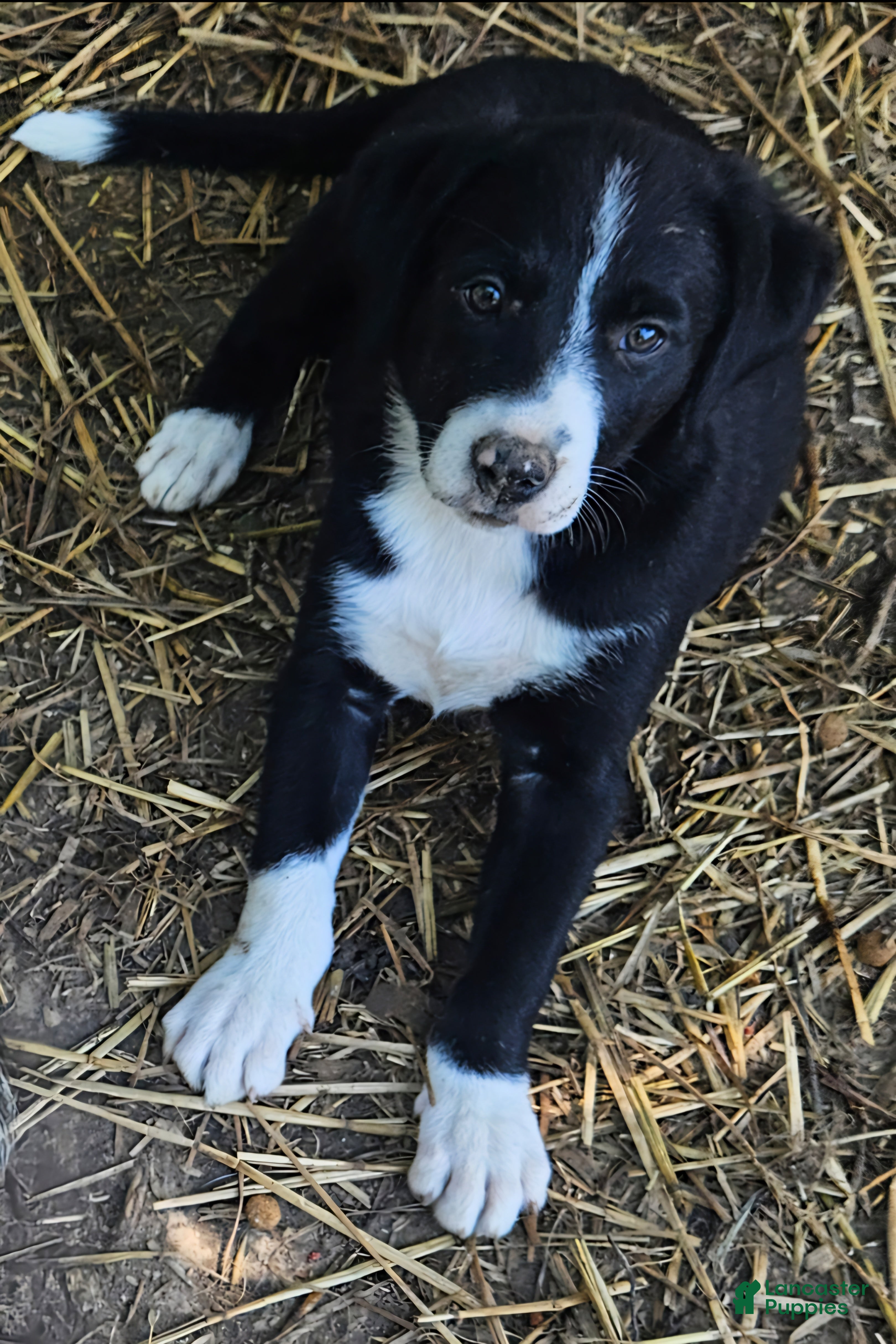 Border Collie dogs GiGi (Call-Text) - Ad 17