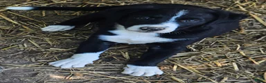 GiGi (Call-Text)