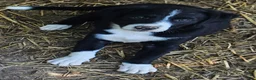 Border Collie dogs for sale: GiGi (Call-Text) - Ad 1