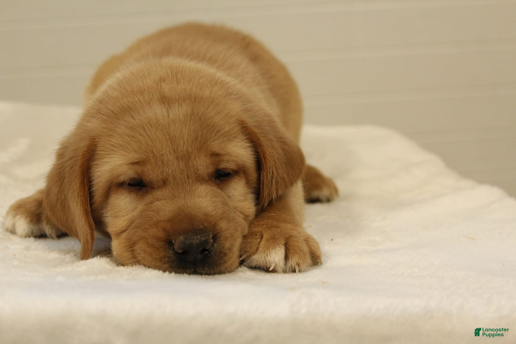 Labrador Retriever dogs Queenie - Ad 2