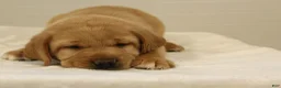 Labrador Retriever dogs for sale: Queenie - Ad 2