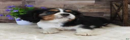 Cavalier King Charles Spaniel dogs for sale: #1 Male (Lulu's) - Ad 3