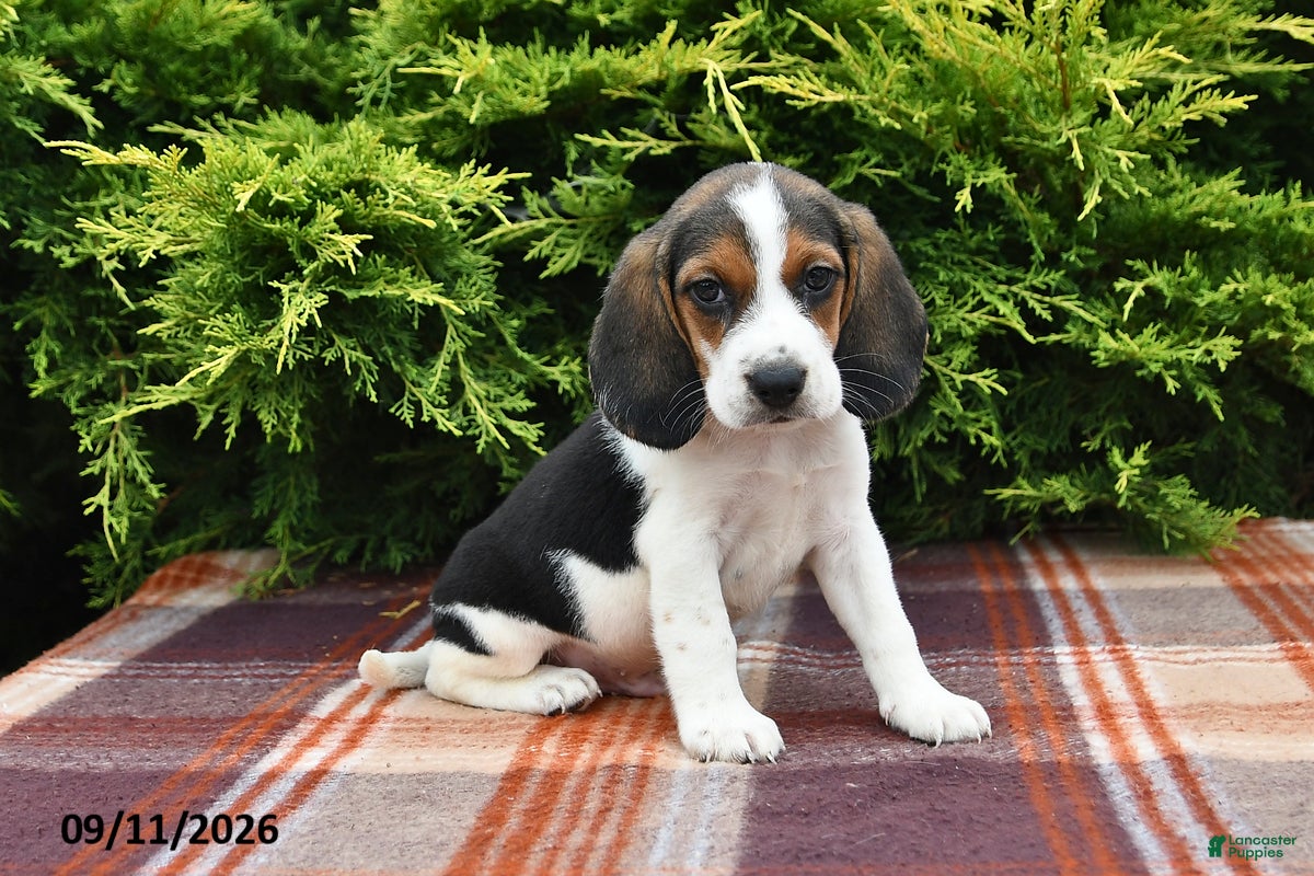 Beagle dogs Blazer - Ad 1