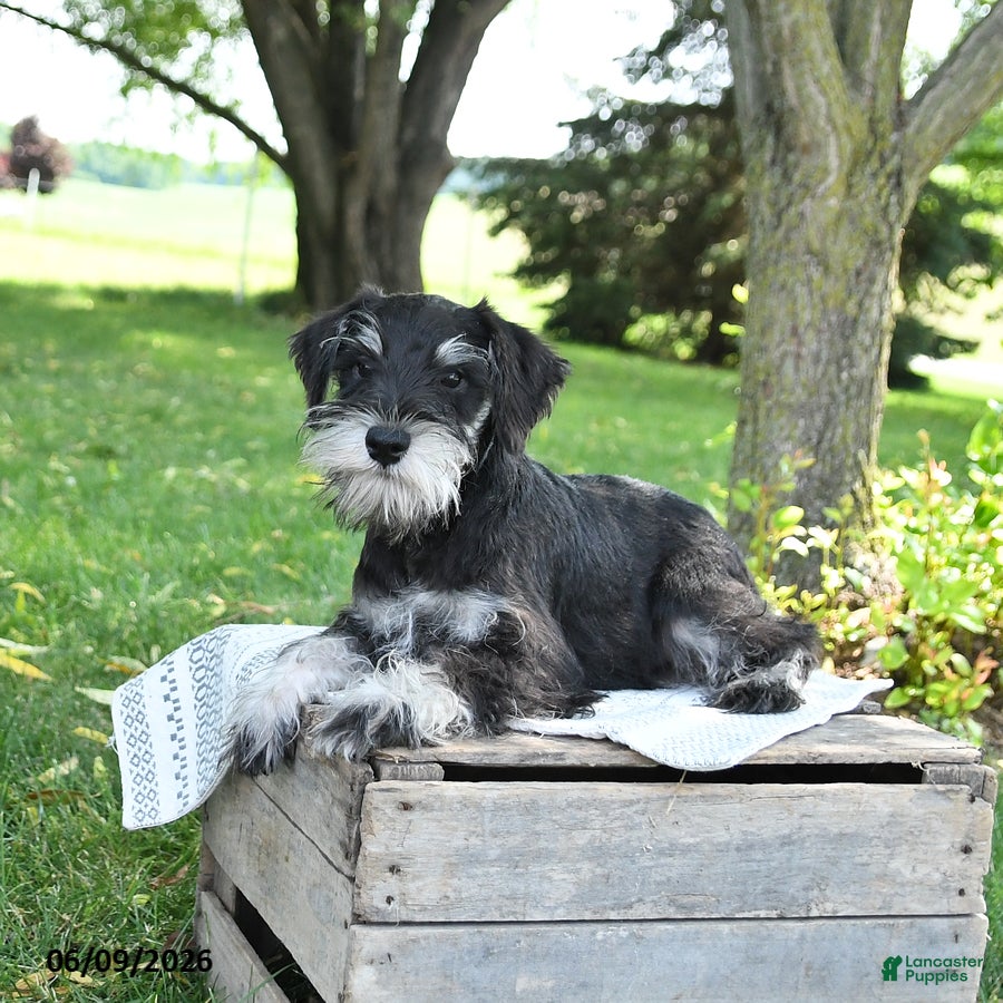Miniature Schnauzer dogs Gavin - Ad 1