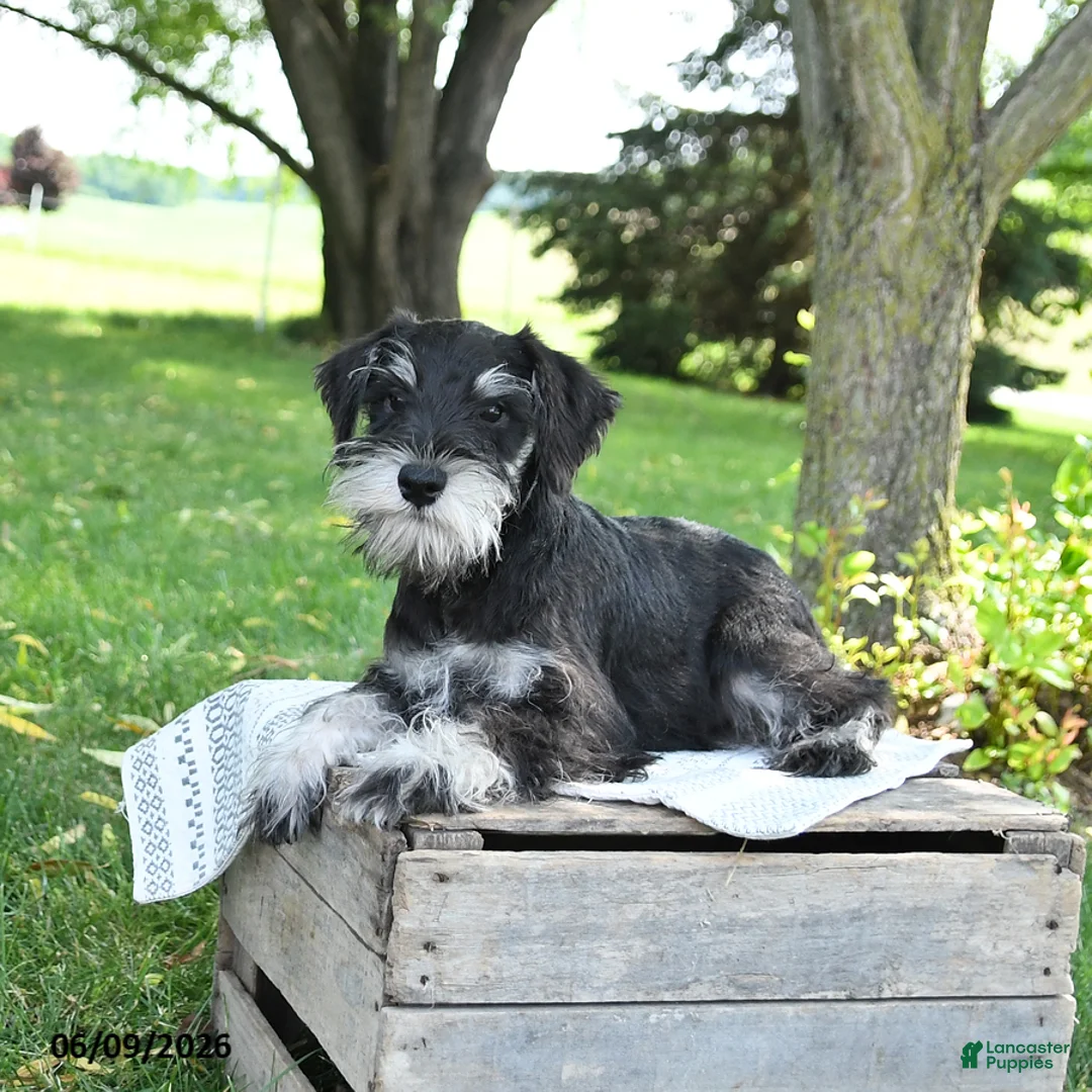 Miniature Schnauzer dogs for sale: Gavin - Ad 1