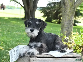Miniature Schnauzer dogs for sale: Gavin - Ad 3