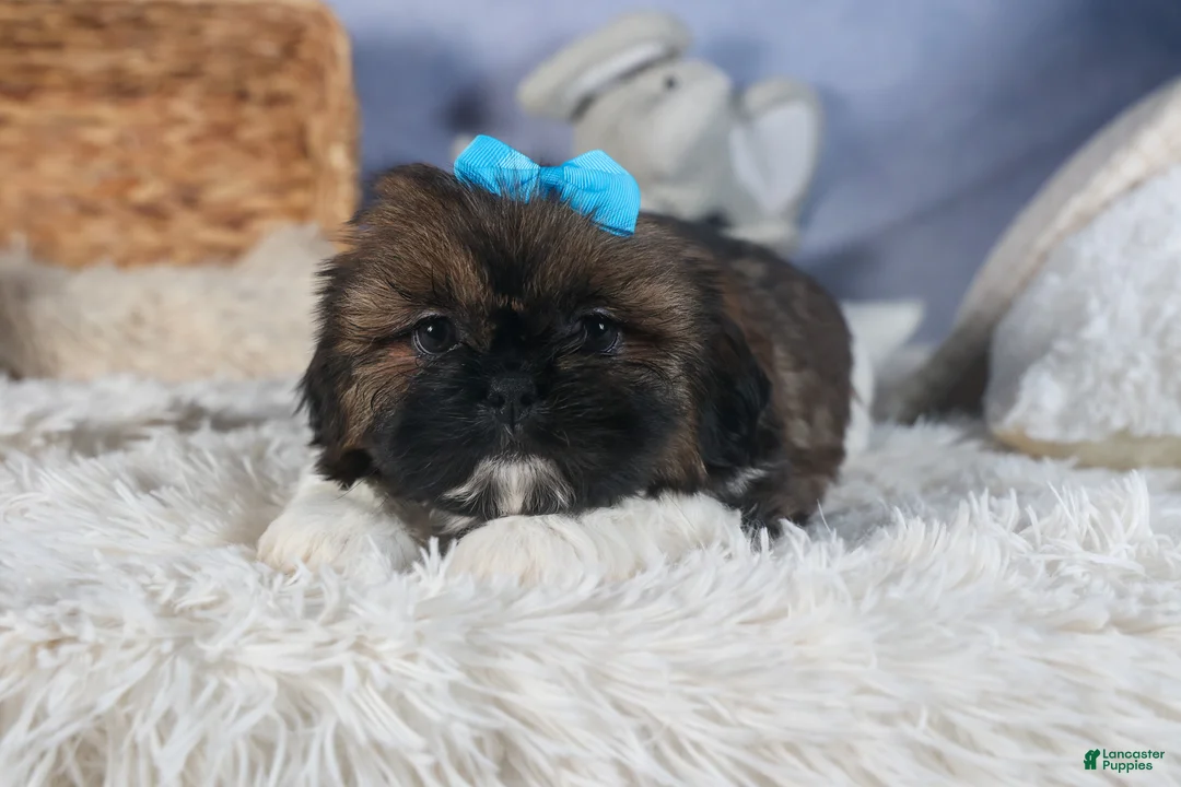 Shih Tzu dogs for sale: JOEY - Ad 11