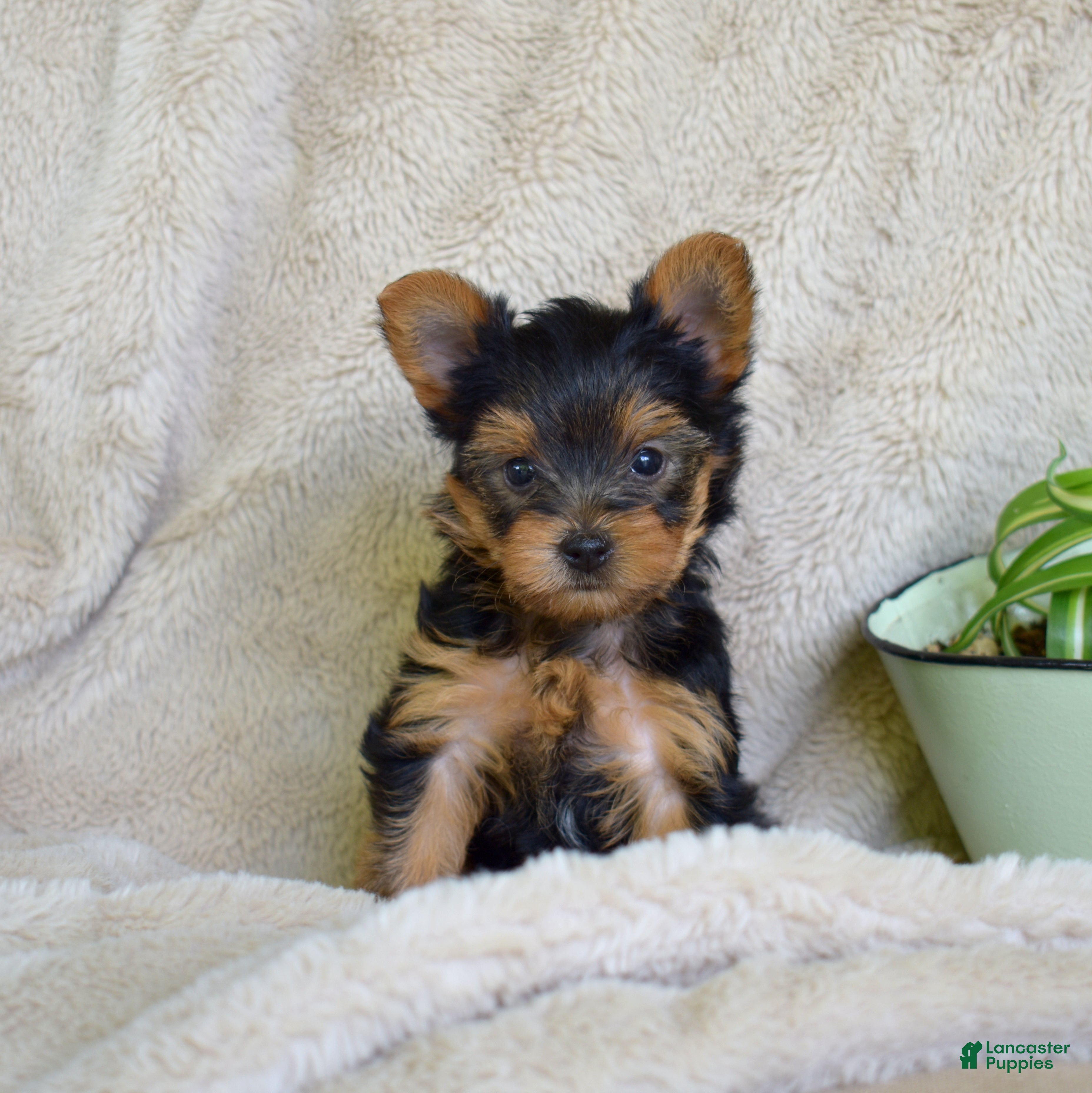 Yorkshire Terrier dogs Mickey - Ad 2