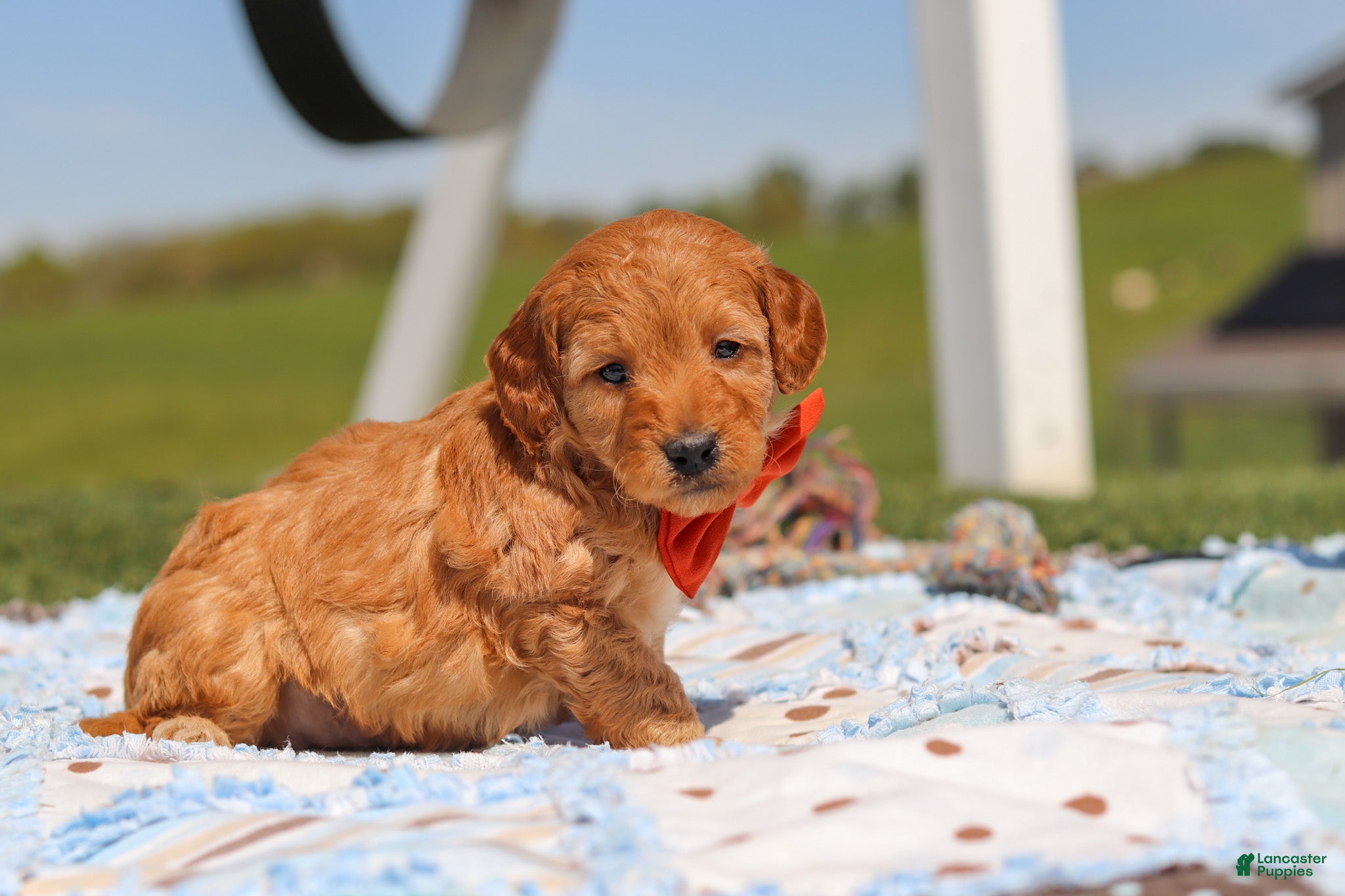 Mini Goldendoodle dogs for sale: Chase - Ad 3
