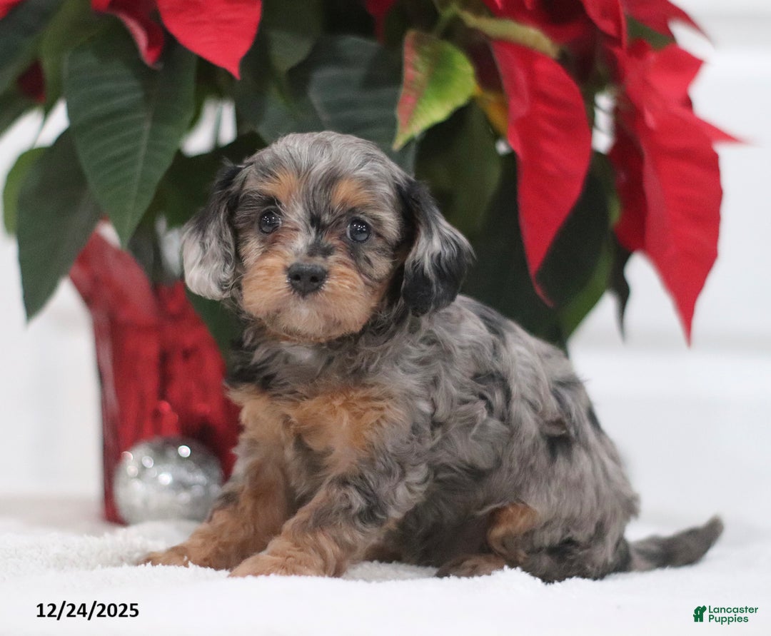 Cavapoo dogs for sale: Pearl - Ad 4