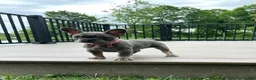 French Bulldog dogs for sale: Sena - Ad 7