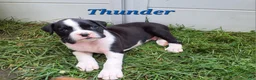 Boxer dogs for sale: Thunder AKC - Ad 4