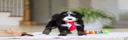 Mini Bernedoodle dogs for sale: Chico - Ad 9