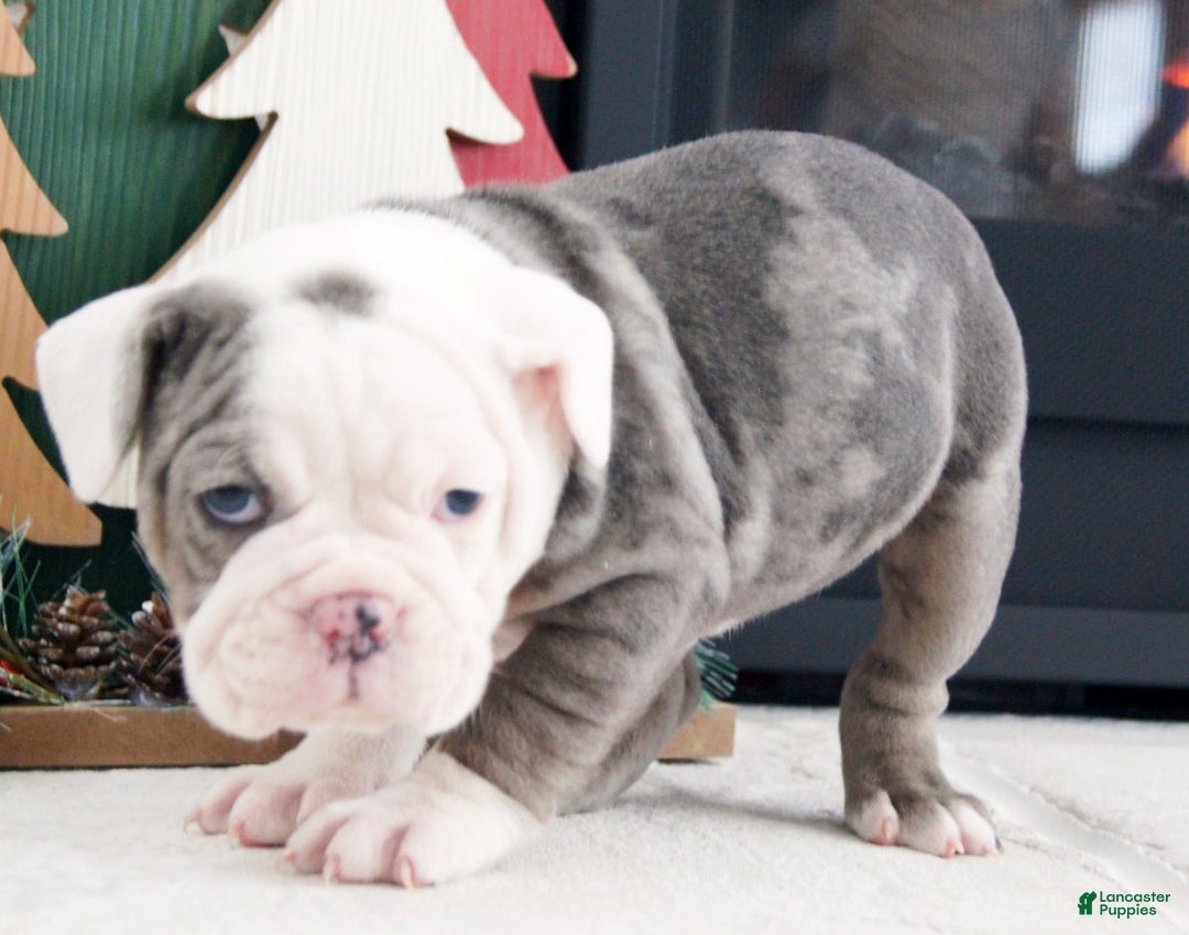 Olde English Bulldogge dogs for sale: Bella - Ad 3