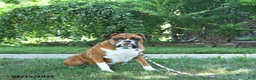 Boxer dogs for sale: Atlas - Ad 6
