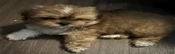 Mixed Breed dogs for sale: Peke- Tzu Pup 4 - Ad 2