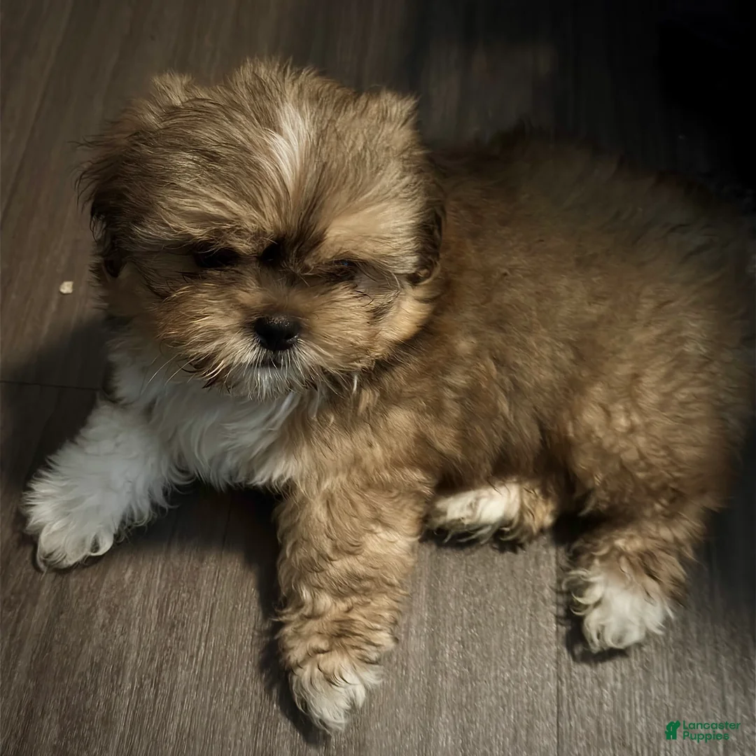 Mixed Breed dogs for sale: Peke- Tzu Pup 4 - Ad 2