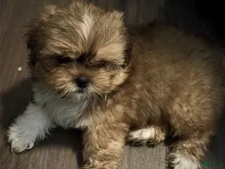 Mixed Breed dogs Peke- Tzu Pup 4 - Ad 23