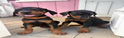 Doberman Pinscher dogs for sale: Doberman Pinscher 4 - Ad 1
