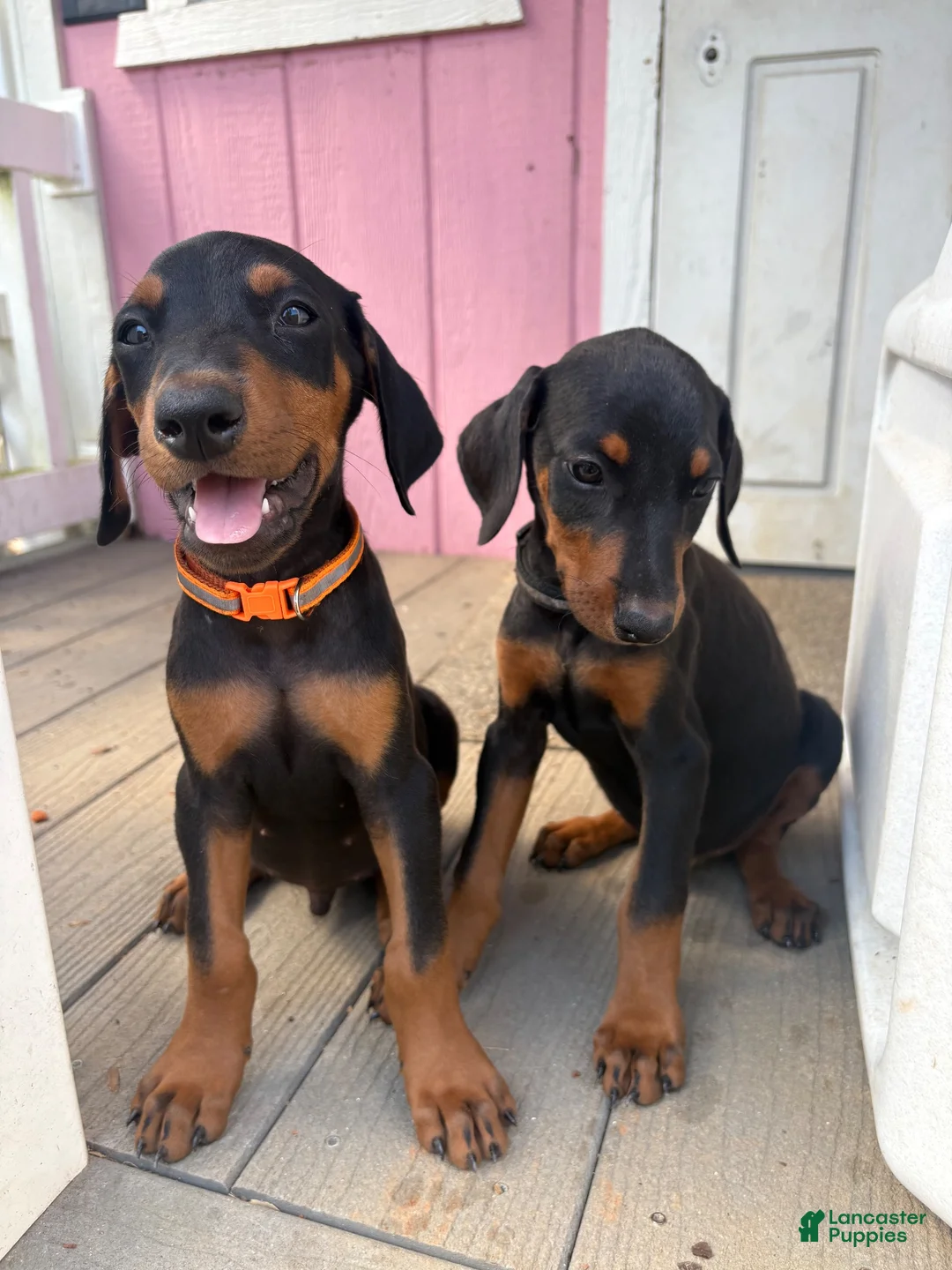 Doberman Pinscher dogs for sale: Doberman Pinscher 4 - Ad 1